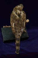 鳳頭蒼鷹藏品圖，第6張